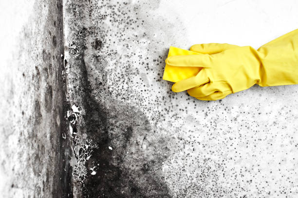 Best Airborne Mold Testing  in Granite Falls, WA